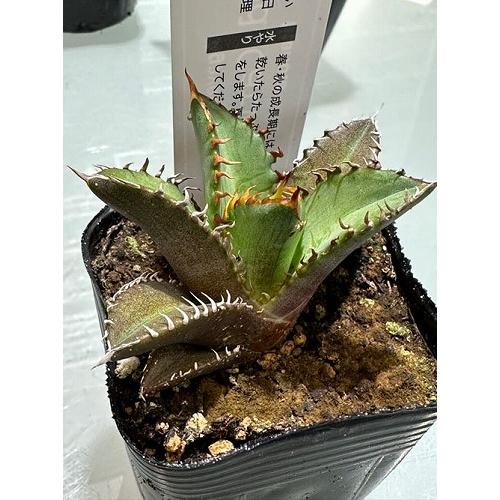 多肉植物 アガベ チタノタ レッドキャットウィーゼル(赤猫) 2.5 多肉植物 アガベ チタノタ レッドキャットウィーゼル(赤猫) 2.5