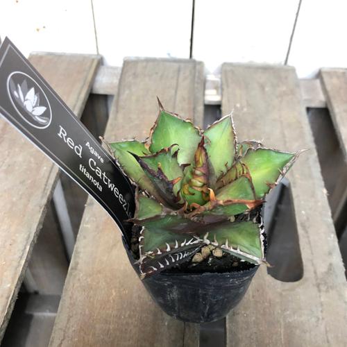多肉植物 アガベ チタノタ レッドキャットウィーゼル(赤猫) 2.5 多肉植物 アガベ チタノタ レッドキャットウィーゼル(赤猫) 2.5