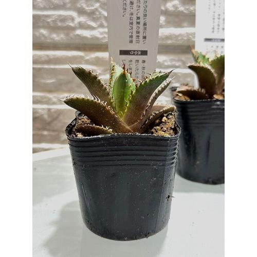 多肉植物 アガベ チタノタ レッドキャットウィーゼル(赤猫) 2.5