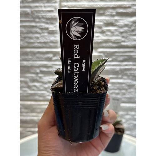 多肉植物 アガベ チタノタ レッドキャットウィーゼル(赤猫)【現品