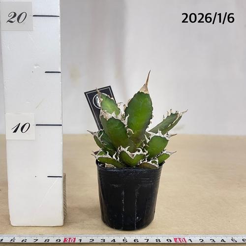 多肉植物 アガベ チタノタ レッドキャットウィーゼル(赤猫)【現品