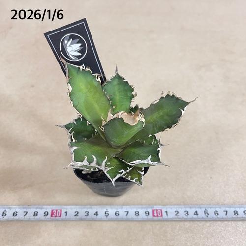 多肉植物 アガベ チタノタ レッドキャットウィーゼル(赤猫)【現品