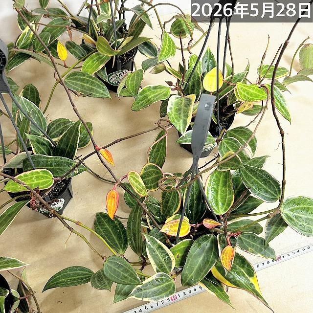 観葉植物　ホヤ ゴールデンマージン 4号吊り鉢(個体おまかせ1鉢)　吊るす 吊り下げ ハンギング インテリア おしゃれ 可愛い かわいい |  | 10