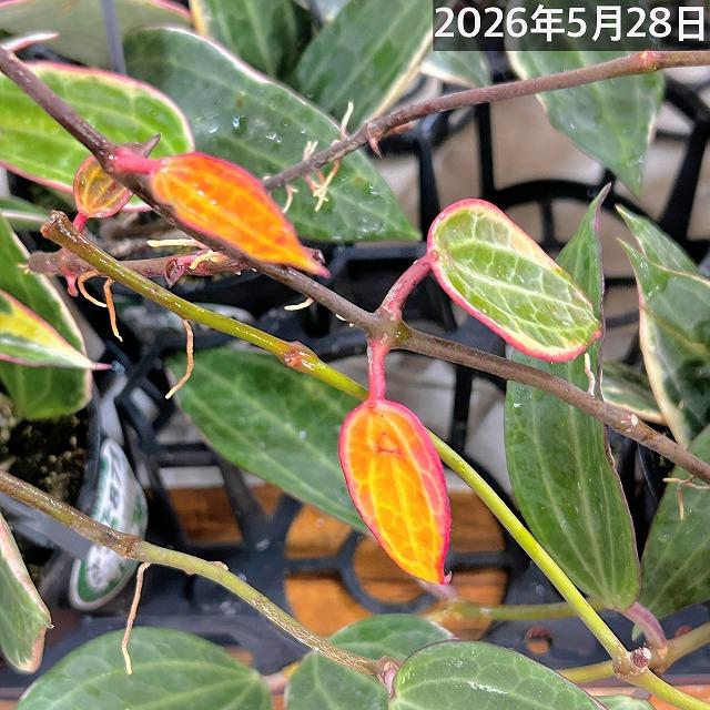 観葉植物　ホヤ ゴールデンマージン 4号吊り鉢(個体おまかせ1鉢)　吊るす 吊り下げ ハンギング インテリア おしゃれ 可愛い かわいい |  | 11
