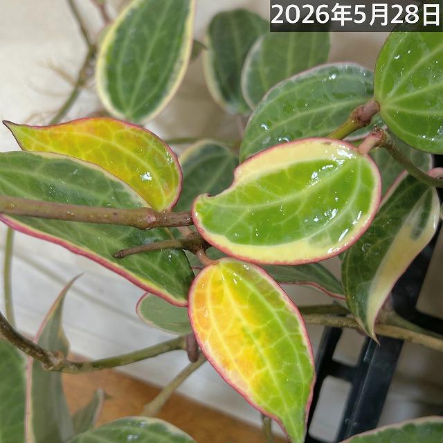 観葉植物　ホヤ ゴールデンマージン 4号吊り鉢(個体おまかせ1鉢)　吊るす 吊り下げ ハンギング インテリア おしゃれ 可愛い かわいい |  | 12