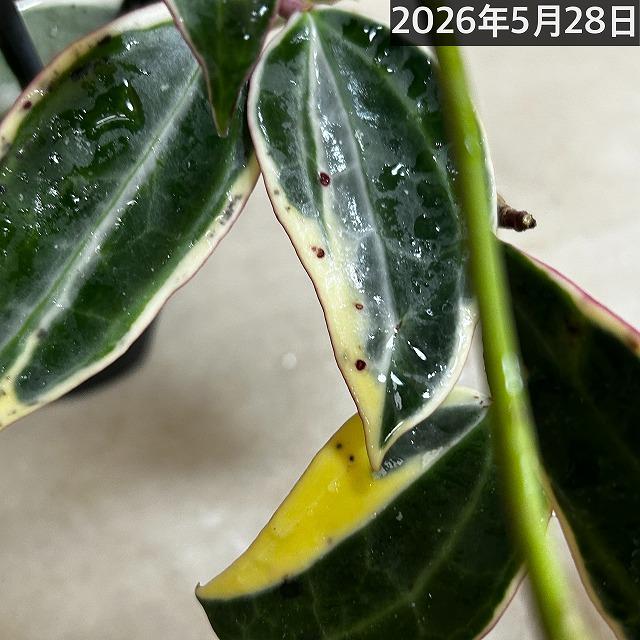 観葉植物　ホヤ ゴールデンマージン 4号吊り鉢(個体おまかせ1鉢)　吊るす 吊り下げ ハンギング インテリア おしゃれ 可愛い かわいい |  | 13