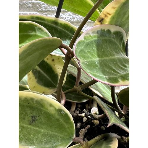 観葉植物　ホヤ ゴールデンマージン 4号吊り鉢(個体おまかせ1鉢)　吊るす 吊り下げ ハンギング インテリア おしゃれ 可愛い かわいい |  | 03