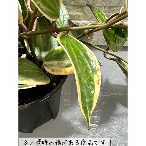 観葉植物　ホヤ ゴールデンマージン 4号吊り鉢(個体おまかせ1鉢)　吊るす 吊り下げ ハンギング インテリア おしゃれ 可愛い かわいい |  | 06