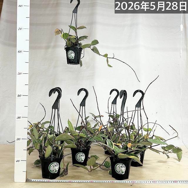 観葉植物　ホヤ ゴールデンマージン 4号吊り鉢(個体おまかせ1鉢)　吊るす 吊り下げ ハンギング インテリア おしゃれ 可愛い かわいい |  | 07