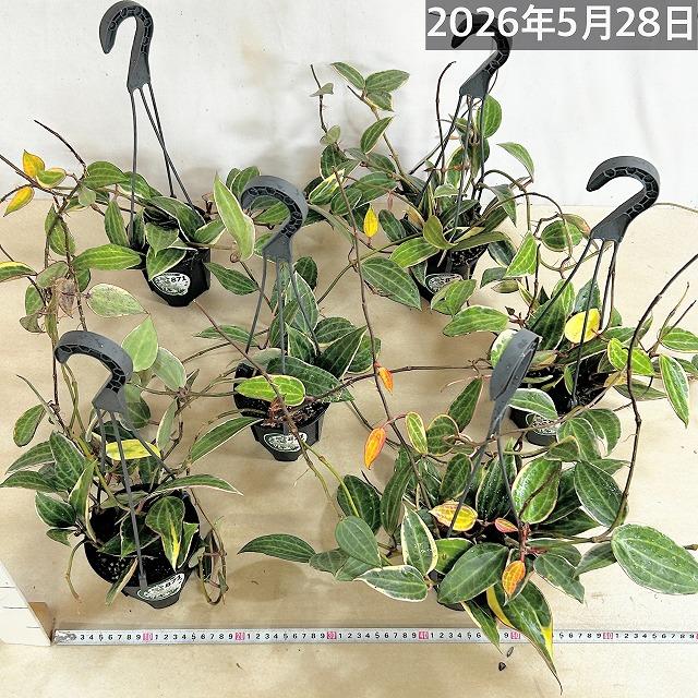 観葉植物　ホヤ ゴールデンマージン 4号吊り鉢(個体おまかせ1鉢)　吊るす 吊り下げ ハンギング インテリア おしゃれ 可愛い かわいい |  | 08