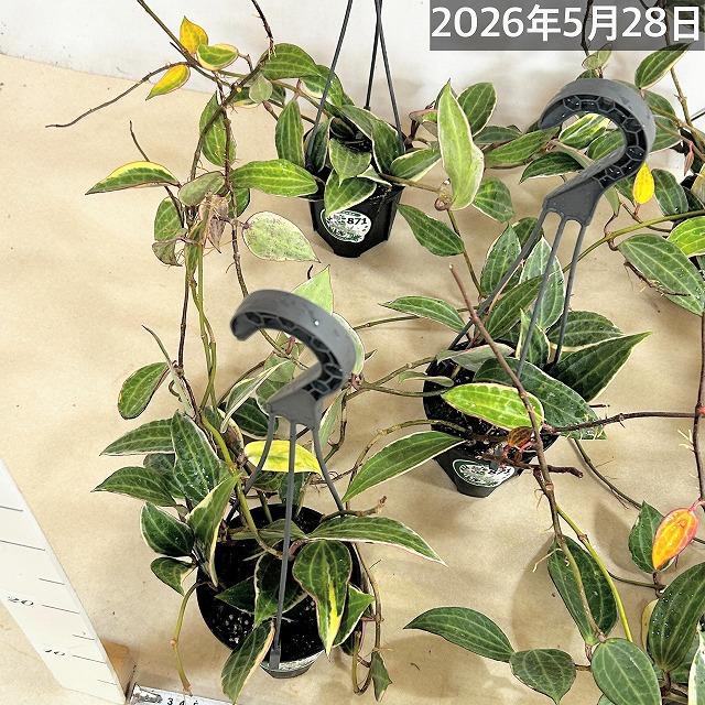 観葉植物　ホヤ ゴールデンマージン 4号吊り鉢(個体おまかせ1鉢)　吊るす 吊り下げ ハンギング インテリア おしゃれ 可愛い かわいい |  | 09