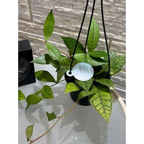 訳あり 観葉植物 ホヤ カリストフィラ(カリストロフィラ) 4号 吊り 