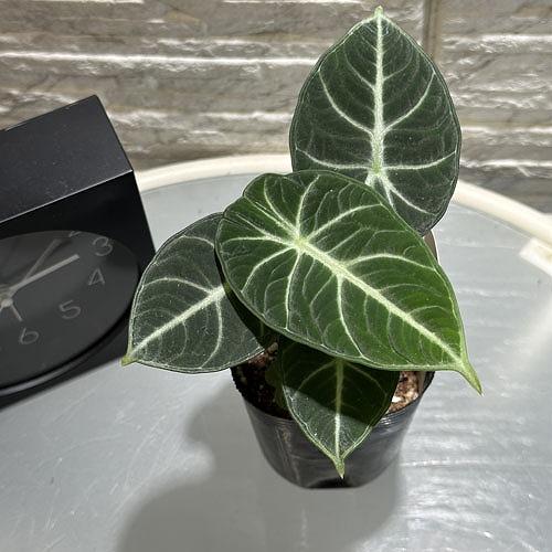 【傷み有り】アロカシア ニンジャ 3号ロングポット(おまかせ1鉢0)　観葉植物 レア・希少種・珍しい おしゃれ インテリア 室内 | 