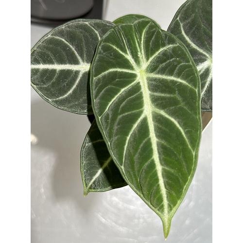 【傷み有り】アロカシア ニンジャ 3号ロングポット(おまかせ1鉢0)　観葉植物 レア・希少種・珍しい おしゃれ インテリア 室内 |  | 02