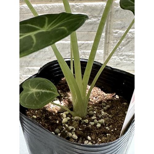 【傷み有り】アロカシア ニンジャ 3号ロングポット(おまかせ1鉢0)　観葉植物 レア・希少種・珍しい おしゃれ インテリア 室内 |  | 03