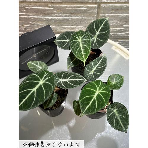 【傷み有り】アロカシア ニンジャ 3号ロングポット(おまかせ1鉢0)　観葉植物 レア・希少種・珍しい おしゃれ インテリア 室内 |  | 06