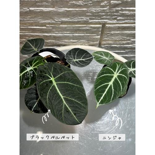 【傷み有り】アロカシア ニンジャ 3号ロングポット(おまかせ1鉢0)　観葉植物 レア・希少種・珍しい おしゃれ インテリア 室内 |  | 07