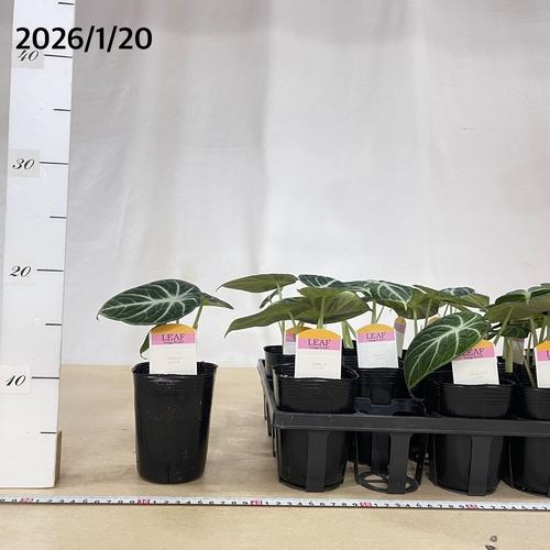 【傷み有り】アロカシア ニンジャ 3号ロングポット(おまかせ1鉢0)　観葉植物 レア・希少種・珍しい おしゃれ インテリア 室内 |  | 08