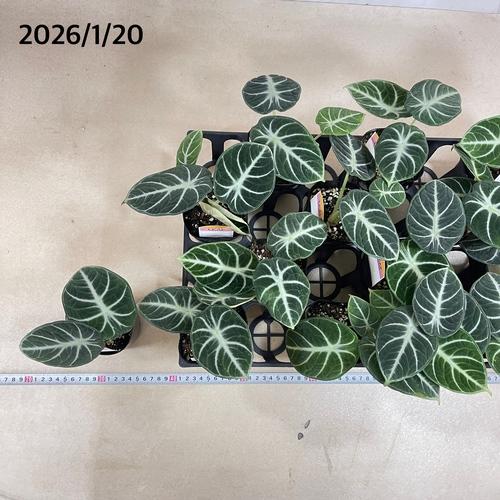 【傷み有り】アロカシア ニンジャ 3号ロングポット(おまかせ1鉢0)　観葉植物 レア・希少種・珍しい おしゃれ インテリア 室内 |  | 09