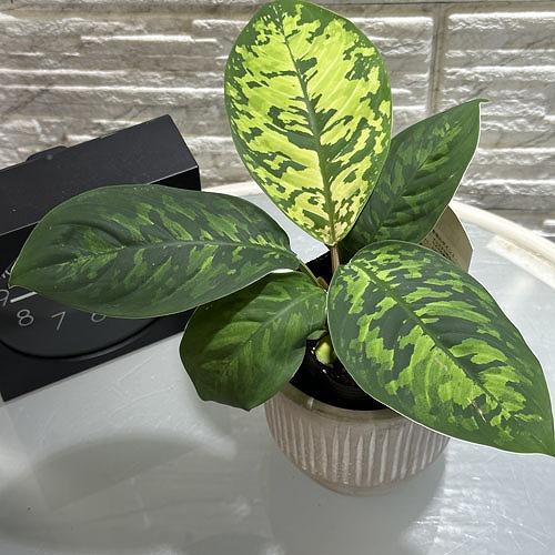 観葉植物 ホマロメナ カモフラージュ 3号ポット レア・希少種・珍しい 