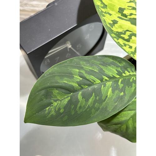 観葉植物 ホマロメナ カモフラージュ 3号ポット レア・希少種・珍しい 