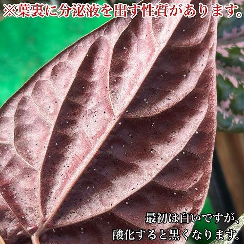 希少】ピペル オルナツム 5号吊り鉢 観葉植物 レア・希少種・珍しい