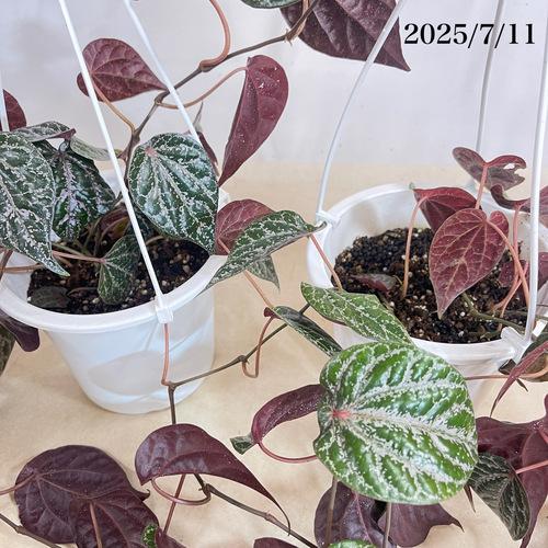 希少】ピペル オルナツム 5号吊り鉢 観葉植物 レア・希少種・珍しい