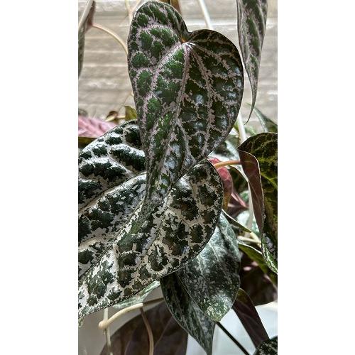 希少】ピペル オルナツム 5号吊り鉢 観葉植物 レア・希少種・珍しい