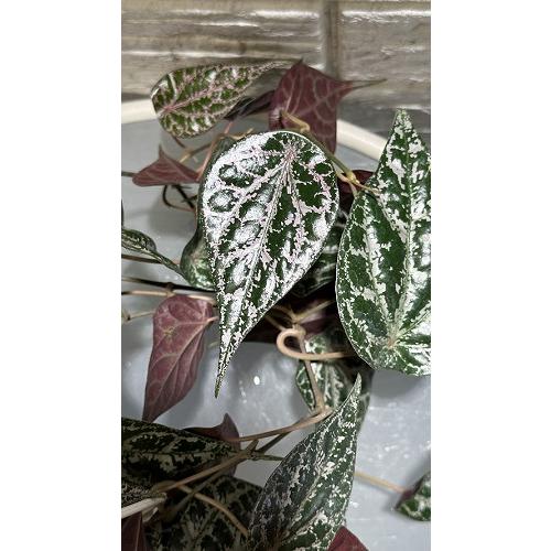 ピペル　オルナツム　④ Secret Bazaar | _ 『 ピペル・オルナツム 』 Piper ornatum 4株入荷