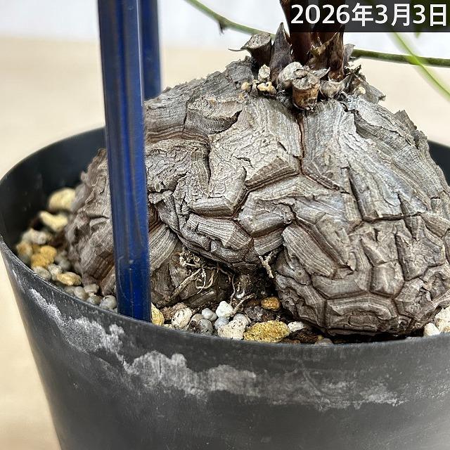 塊根植物　【B】亀甲竜(ディオスコレア エレファンティペス) 5年物 5号鉢(現品)　コーデックス ビザールプランツ おしゃれ カッコイイ 一点物