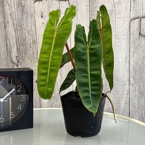 現品　フィロデンドロン　ビレッティア　ビレッタエ　ドライガーデン　インテリア 現品 フィロデンドロン ビレッティア ビレッタエ ドライガーデン