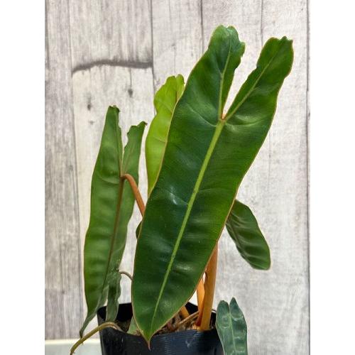観葉植物 フィロデンドロン ビレッティアエ(ビレッタエ) 3.5号