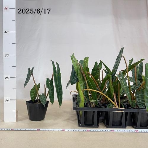 現品　フィロデンドロン　ビレッティア　ビレッタエ　ドライガーデン　インテリア 現品 フィロデンドロン ビレッティア ビレッタエ ドライガーデン