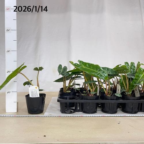 【＊株小さめ】観葉植物　フィロデンドロン ビレッティアエ(ビレッタエ) 3.5号　レア 珍しい 希少 可愛い かわいい インテリア |  | 04