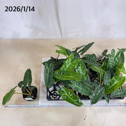 【＊株小さめ】観葉植物　フィロデンドロン ビレッティアエ(ビレッタエ) 3.5号　レア 珍しい 希少 可愛い かわいい インテリア |  | 05