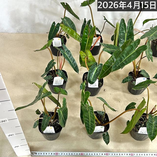 特大株　発送可能　フィロデンドロン 吊り鉢 ビレッタエ　ビレッティアエ 大型配送対象【フィロデンドロン・ビレッタエ】※陶器鉢別売り | THE
