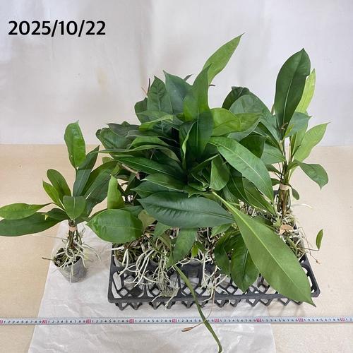 観葉植物 アンスリウム(アンスリューム) グラシレ 2.5号ロングポット
