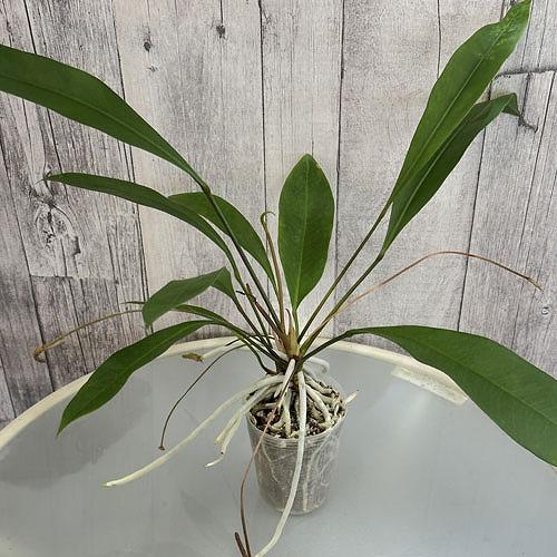 激レア品種】アンスリウム トリロバム インシグネ‼️ 激レア品種