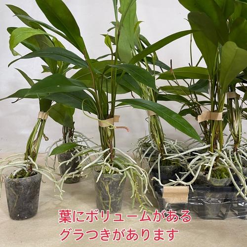 観葉植物 アンスリウム(アンスリューム) グラシレ 2.5号ロングポット