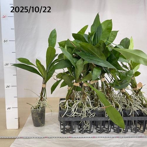 観葉植物 アンスリウム(アンスリューム) グラシレ 2.5号ロングポット