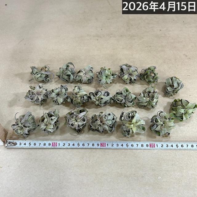人気 エアプランツ ストレプトフィラ SSSサイズ(極ミニ) 形状おまかせ1