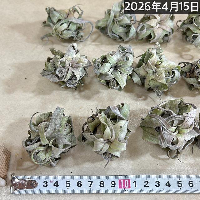 人気 エアプランツ ストレプトフィラ SSSサイズ(極ミニ) 形状おまかせ1
