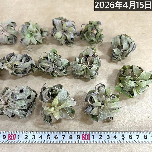人気 エアプランツ ストレプトフィラ SSSサイズ(極ミニ) 形状おまかせ1