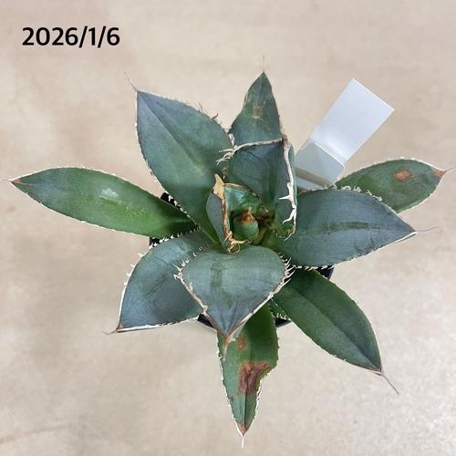 【訳あり特価】アガベ チタノタ 白鯨 3号【現品】　ミニ 小さいサイズ 小株 苗 多肉植物 インテリアグリーン おしゃれ カッコイイ 【お一人様1点限り】 |  | 03