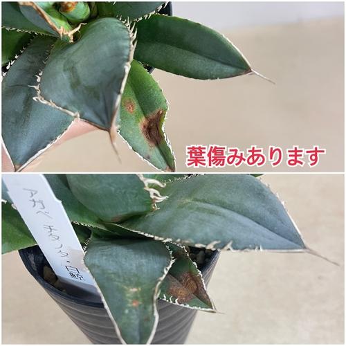 【訳あり特価】アガベ チタノタ 白鯨 3号【現品】　ミニ 小さいサイズ 小株 苗 多肉植物 インテリアグリーン おしゃれ カッコイイ 【お一人様1点限り】 |  | 04