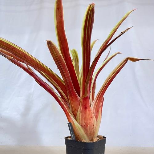 タンクブロメリア エクメア ラルクアンシエル 3.5号 レア 珍しい