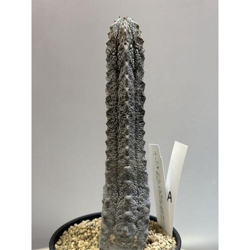 【超珍品】ユ一フォルビア　アブデルクリ 群生 超大株 超珍品】ユ一フォルビア アブデルクリ 群生 超大株 超珍品】ユ一