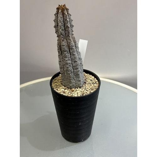 【珍品】ユーフォルビア チャールズウィルソニアナ 多肉植物 サボテン 塊根 希少 Yahoo!オークション - ユーフォルビア チャールズウィルソニアナ 多肉
