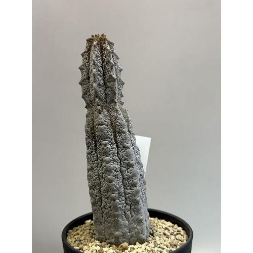 空*豆様 ユーフォルビア アブデルクリ 'Damask' 多肉植物 サボテン 希 ユーフォルビア アブデルクリ ダマスク | yu25plants