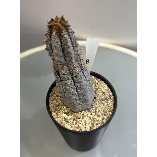 多肉植物 ユーフォルビア アブデルクリ 3.5号 個体B レア 珍しい 希少
